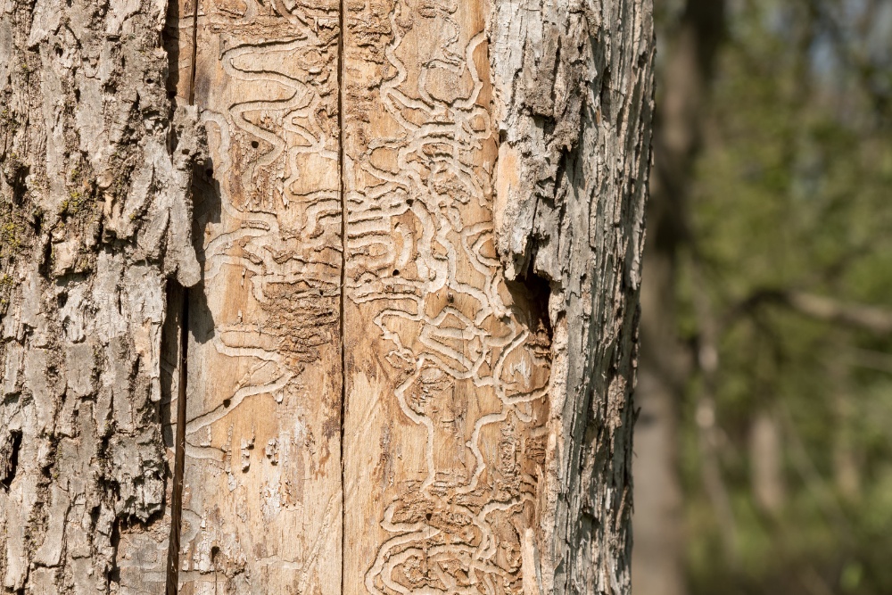 Close-up view of ash tree bark showing the distinctive S-shaped serpentine galleries carved by emerald ash borer larvae underneath the bark.