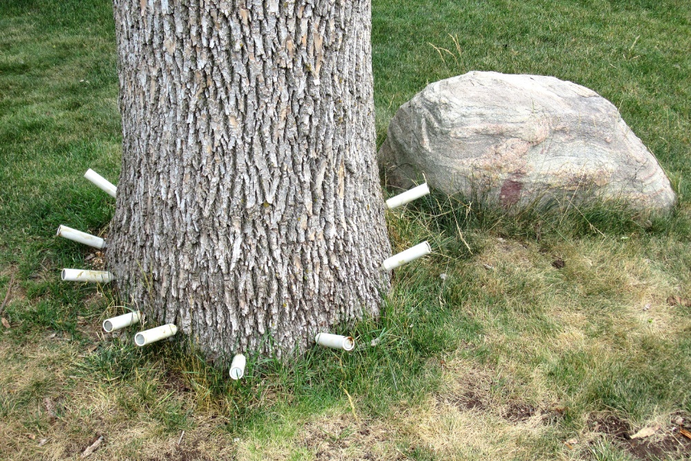 White cylindrical treatment containers are inserted around the base of a large ash tree trunk for trunk injection therapy.