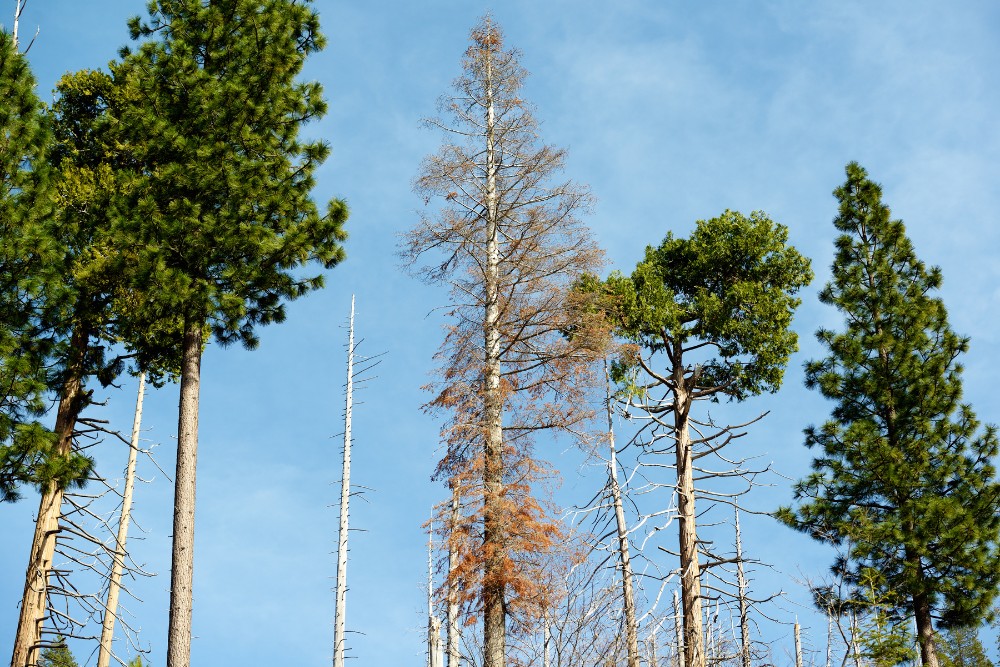 A declining pine tree with browning, dead branches surrounded by healthy green pines, illustrating how quickly dieback spreads in a stand of trees.