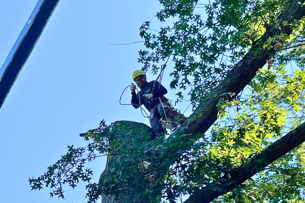 An arborist wearing a bright green helmet and full safety harness works on a large tree branch, with climbing ropes and professional equipment visible against a backdrop of green foliage and blue sky