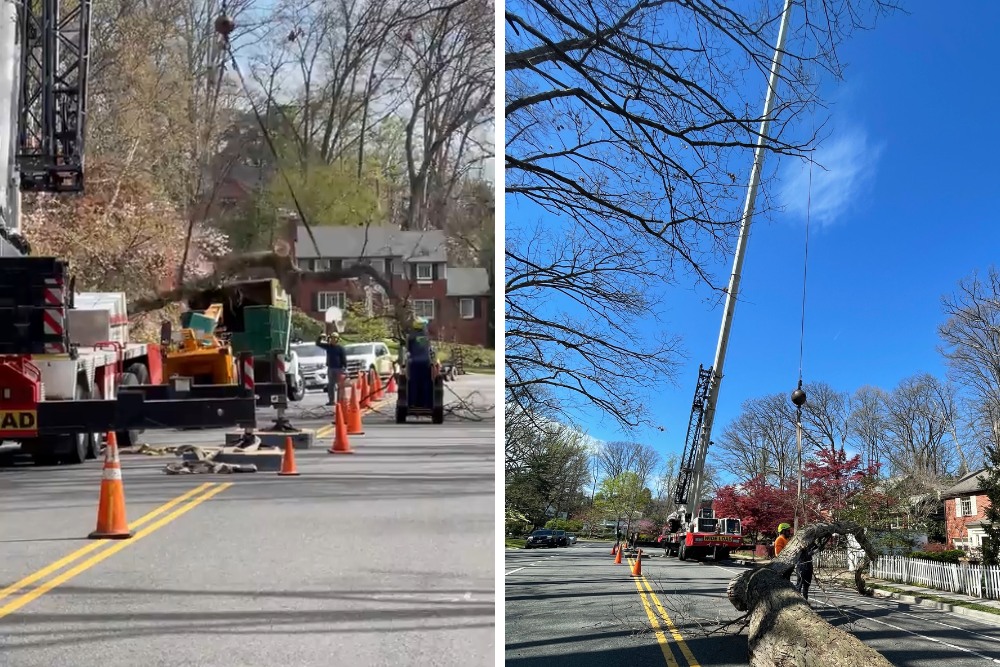 Two wide-angle photos showing a complete tree service operation with crane trucks, safety cones blocking a residential street, work crews, and equipment staged for a large tree removal project in a Northern Virginia neighborhood.