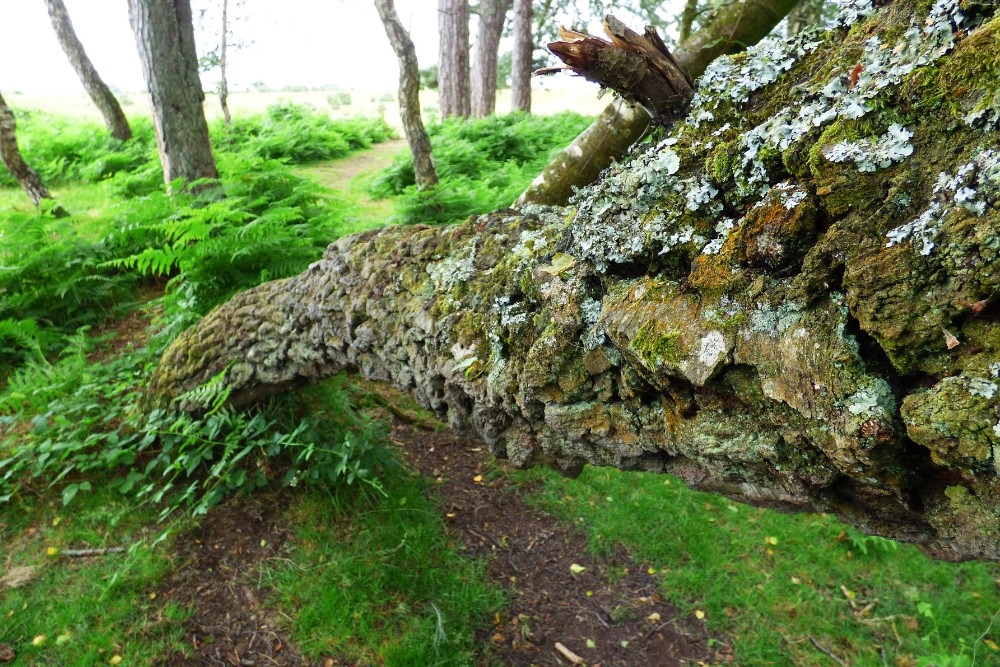 A heavily leaning tree with lichen-covered bark resting close to the ground in a wooded area.