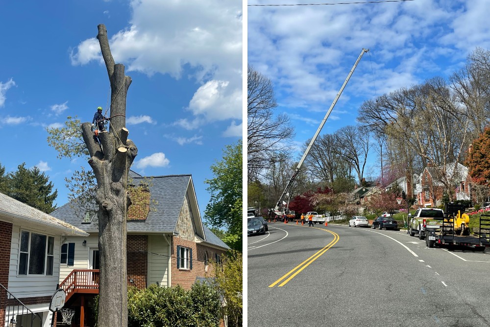 A side-by-side image showing an arborist sectioning a large tree above a home and a crane positioned on a residential street to remove the tree.