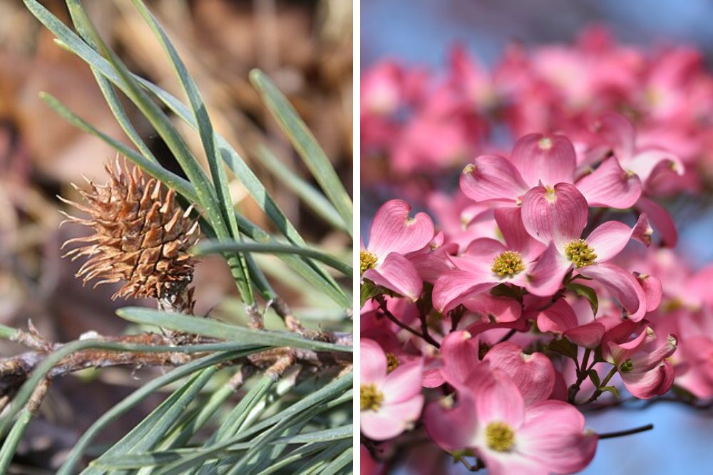 A two-panel image showing a small prickly Virginia pine cone surrounded by short needles on the left, and a cluster of pink flowering dogwood blooms with yellow centers on the right.