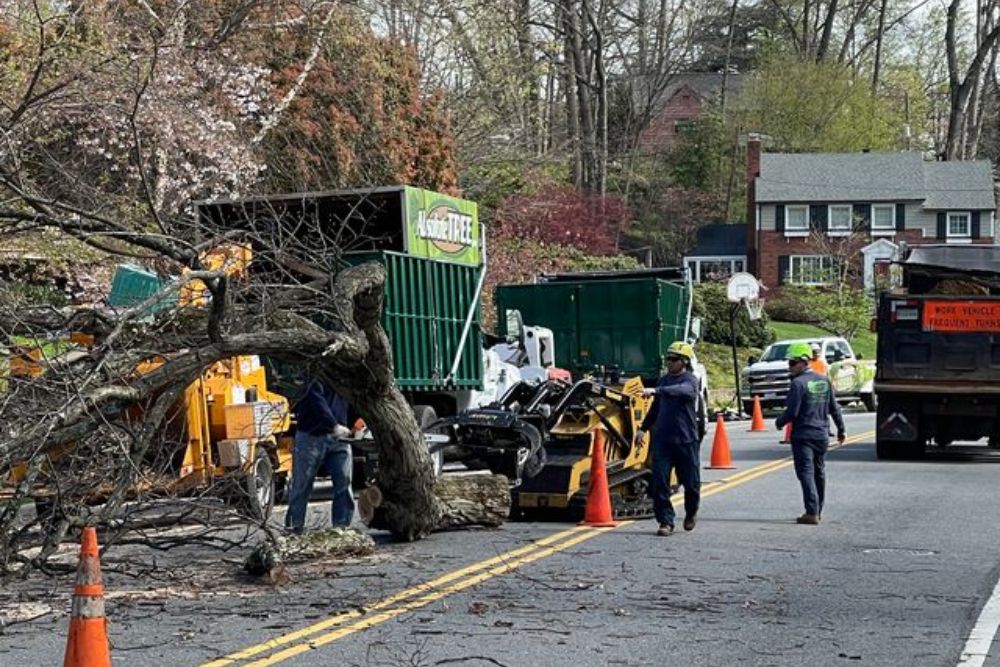 An Absolute Tree ground crew working on a residential street with a fallen tree, surrounded by green chip trucks, a mini skid steer, and safety cones in a Northern Virginia neighborhood.