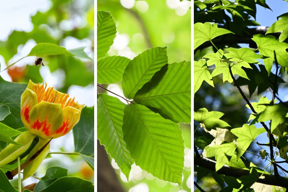 A three-panel image showing a yellow and orange tulip poplar flower with a bee approaching on the left, glossy green American beech leaves with prominent parallel veins in the center, and star-shaped sweetgum leaves backlit by sunlight on the right.
