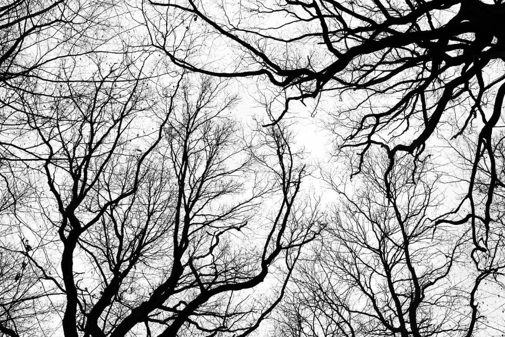 Leafless tree branches against a gray sky indicate fall dormancy, a great time to plant a tree in Northern Virginia.