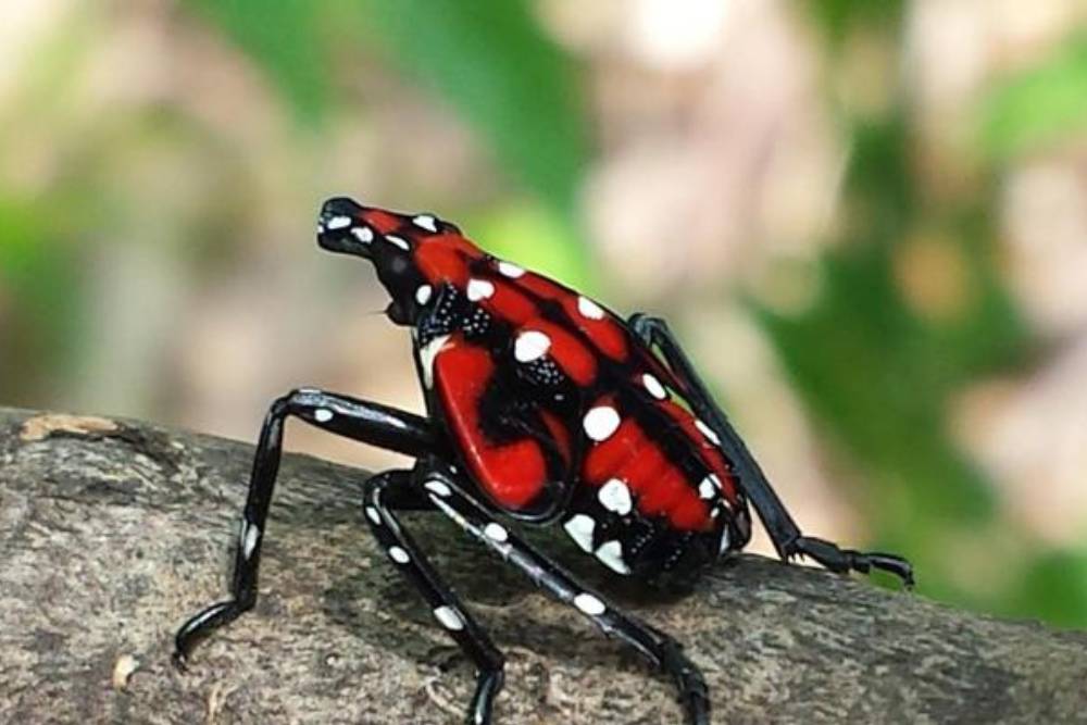 This spotted lanternfly nymph will mature and lay eggs on trees in the fall, which will overwinter and hatch in the spring.