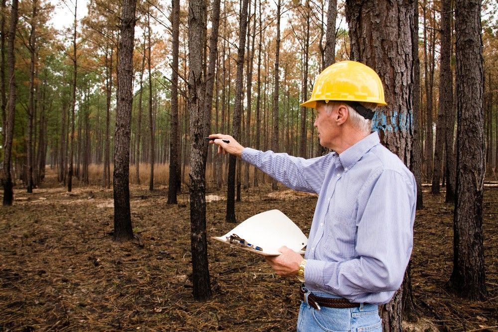 A certified arborist inspecting the canopy of a mature tree in a Northern Virginia yard.