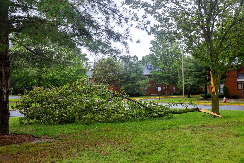 A large limb torn from a hardwood tree lies on a neighborhood lawn, with a pale wound visible where it separated from the trunk.