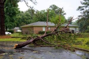A large pine tree snapped near its base lies across a residential driveway and front lawn after a storm.