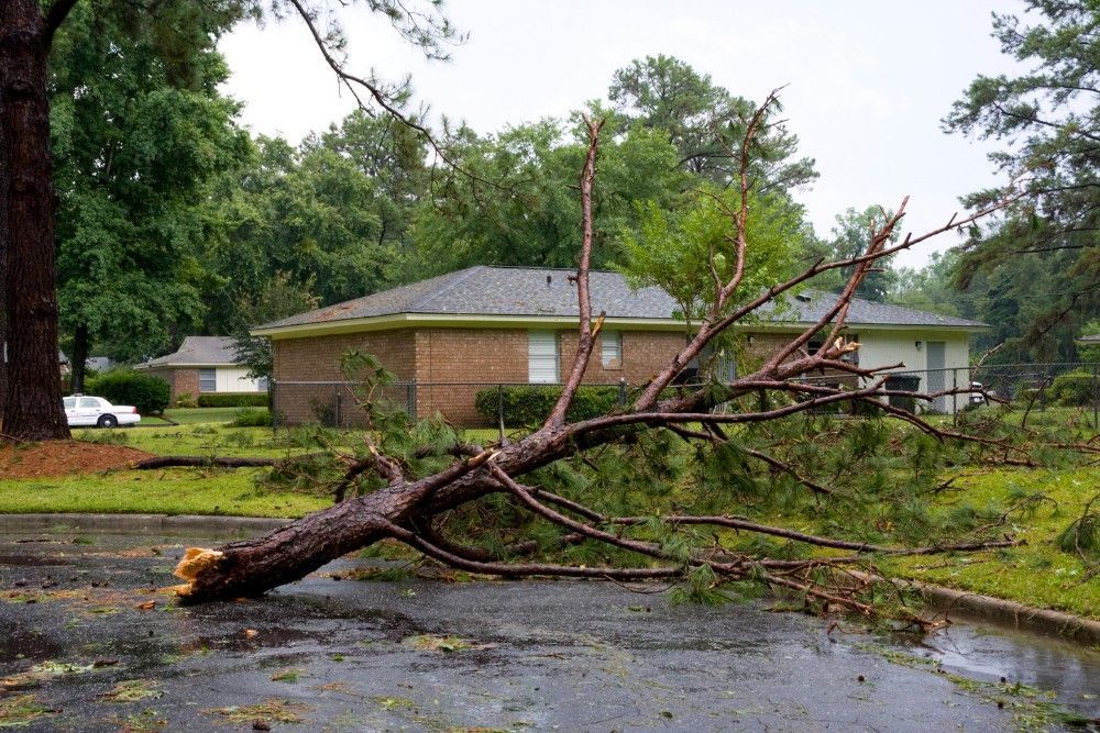 A large pine tree snapped near its base lies across a residential driveway and front lawn after a storm.