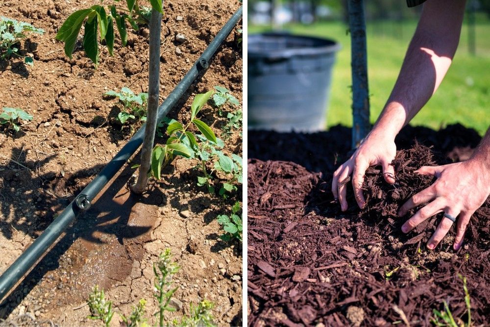 A mulch ring spread under a tree's canopy and pulled back from the trunk.
