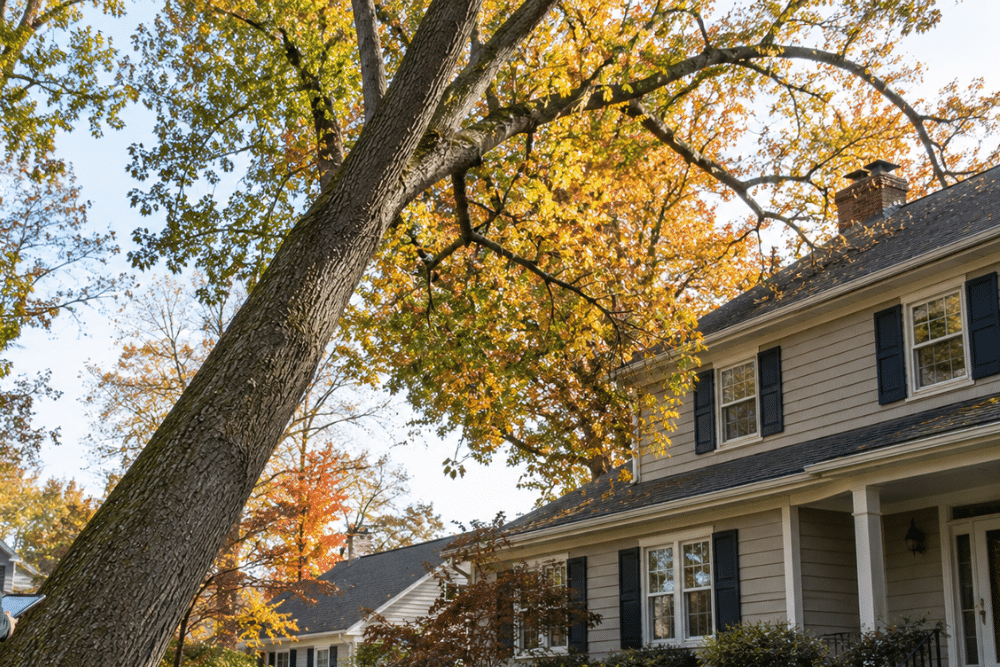 Mature tree leaning toward a Northern Virginia home in fall, with an arborist assessing when to cut down the tree.