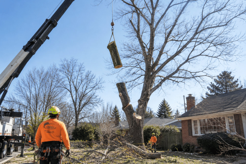 Bare branches in winter show the tree's full structure and make the job easier to plan. Tree crew removing a bare winter tree in sections with a crane over a residential yard.