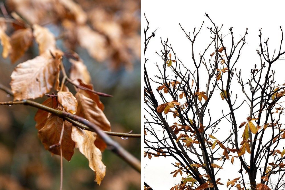 Tree leaves browning at the edges, with older interior leaves yellowing and beginning to drop.