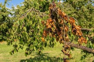 Wilting, brown-edged tree leaves during a hot, dry Northern Virginia summer.