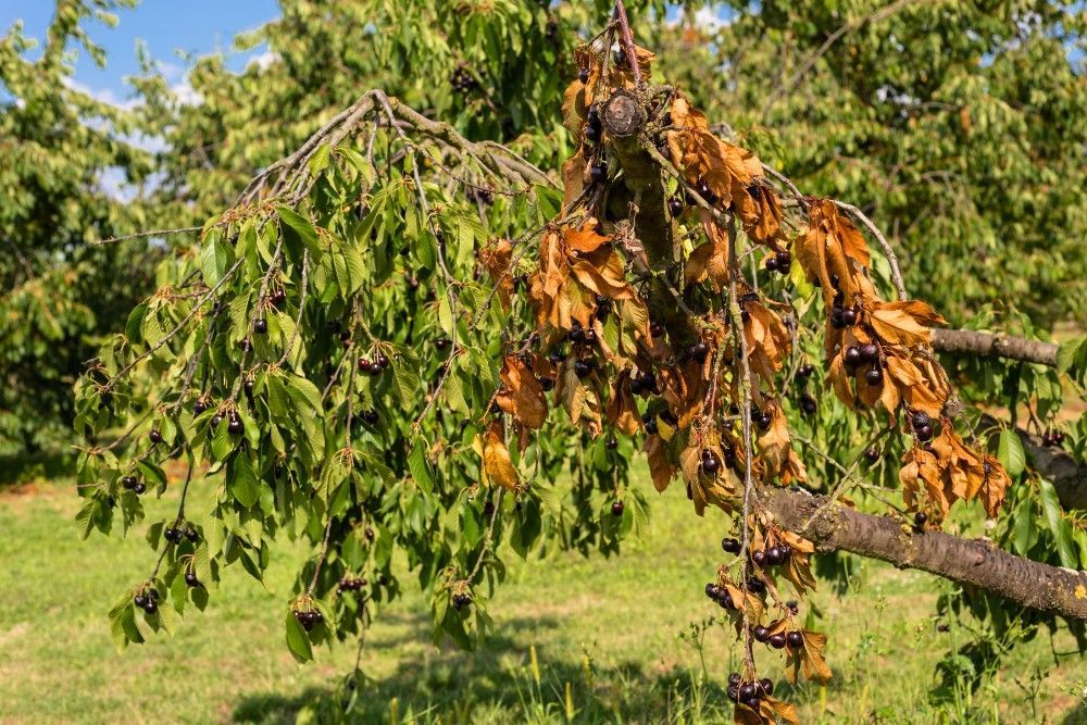 Wilting, brown-edged tree leaves during a hot, dry Northern Virginia summer.